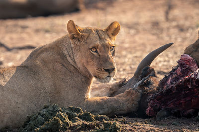 Lioness looking away