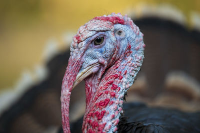 Close-up of a bird