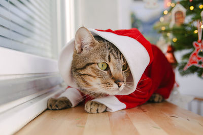 Close-up of cat sitting on floor at home