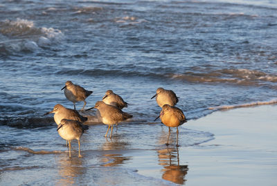 A close up view of a flock of seabirds with golden light shimmering on the water 
