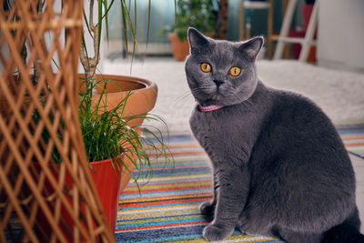 A beautiful british shorthair cat sits on a multi-colored carpet and looks at the camera 