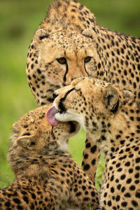 Close-up of three cheetahs cleaning each other