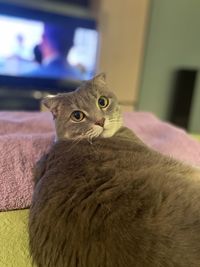 Close-up portrait of cat at home