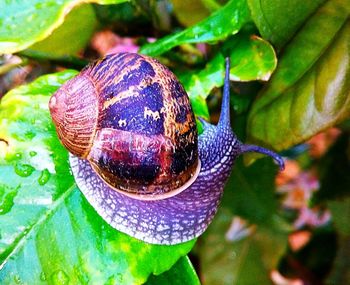 Close-up of snail on plant