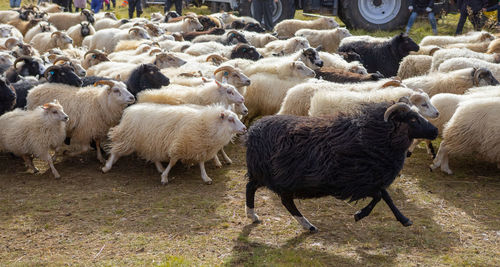 Sheep on field