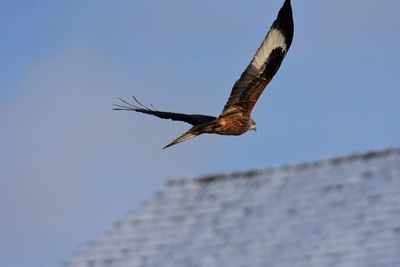 Low angle view of red kite flying in sky