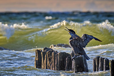 Seagull flying over sea