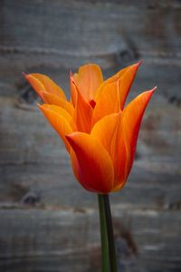 Close-up of orange flower blooming outdoors