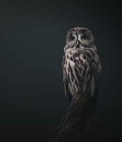 Close-up of bird against black background