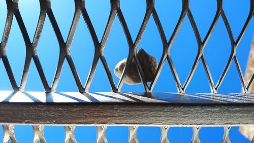 Low angle view of bird perching against clear sky