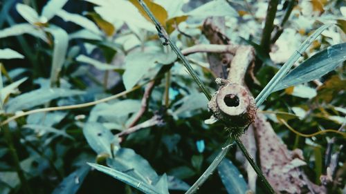 Close-up of spider on web against tree