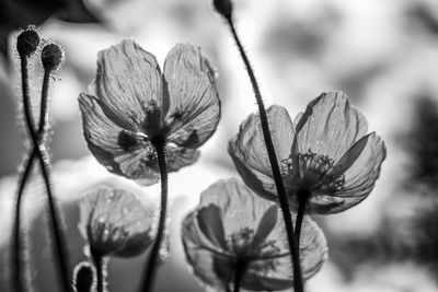 Close-up of raindrops on flowering plant