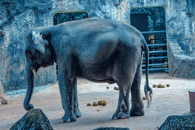 Horse standing in front of built structure