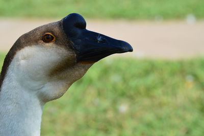 Close-up of bird