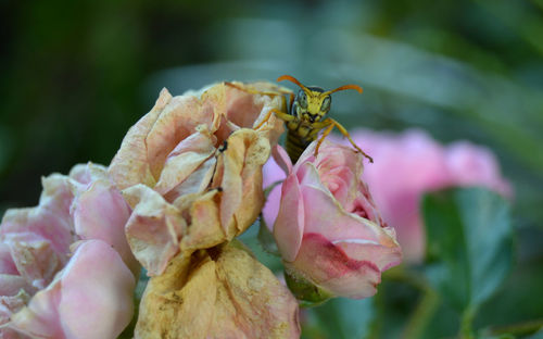 Close-up of honey bee on pink flower