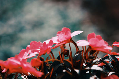 Close-up of pink flowering plant