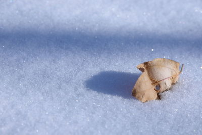 Close-up of leaf on snow covered field