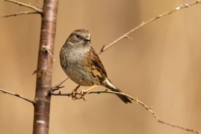 Close-up of bird perching on branch