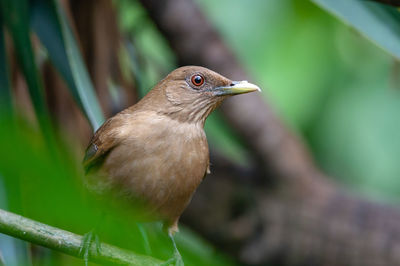 Close-up of a bird