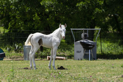 Horse standing in a field