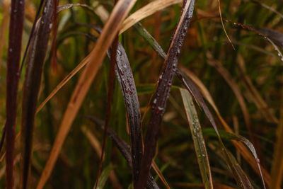 Close-up of insect on plant