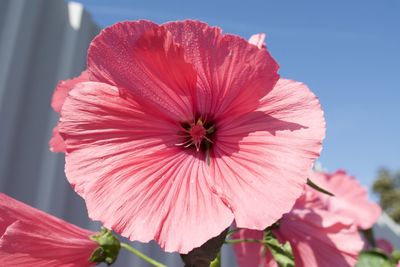 Close-up of pink flower