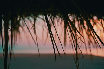 Close-up of silhouette plants against calm lake at sunset