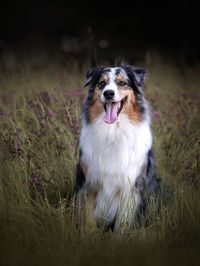 Portrait of dog on field