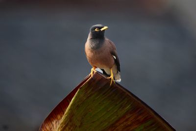 Close-up of bird perching on branch