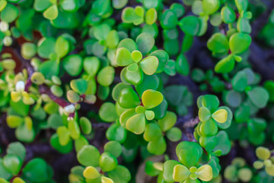 Full frame shot of green plant