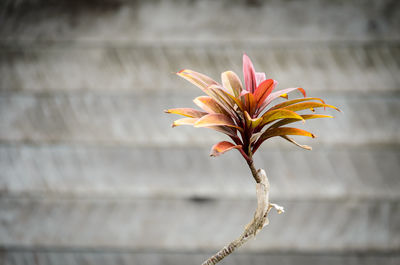 Close-up of flowering plant