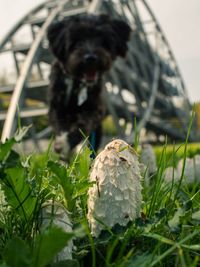 Close-up of dog on grass