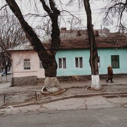 Bare trees against buildings