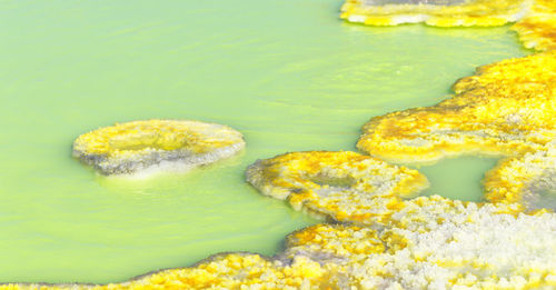 High angle view of dessert in water