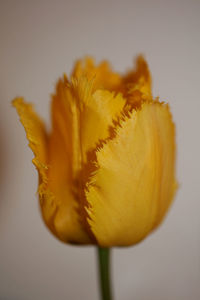 Close-up of yellow flower against white background