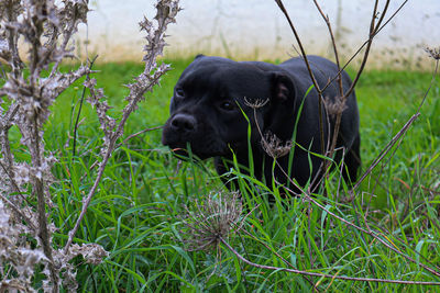 Black dog in a field