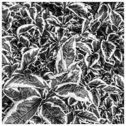 Full frame shot of plants