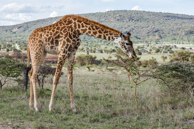 Giraffe in a field