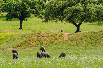 View of sheep grazing in field