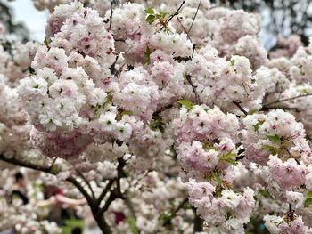 Close-up of pink cherry blossoms in spring