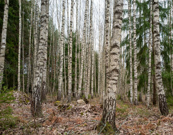 Pine trees in forest