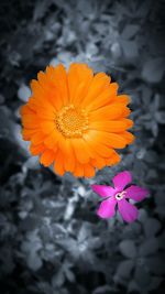 Close-up of orange flowers blooming outdoors