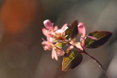Close-up of pink flowering plant