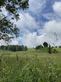 Scenic view of agricultural field against sky