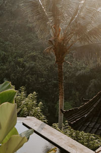 High angle view of trees