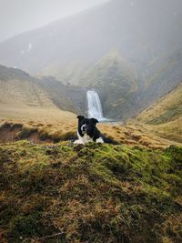 Dog on mountain against sky
