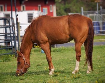 Horse standing on field