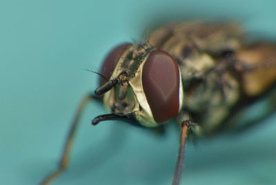 Close-up of fly