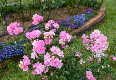 High angle view of pink flowering plants