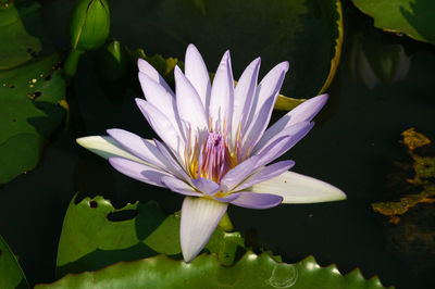 Close-up of water lily in pond